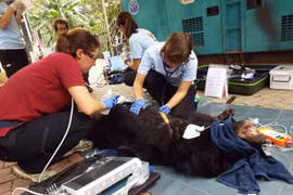 Vietnam impulsa protección de animales silvestres