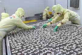 Vietnam por mantener desarrollo estable de acuicultura 