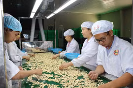 Vietnam ingresa fondo millonario en el primer trimestre por exportaciones de anacardo