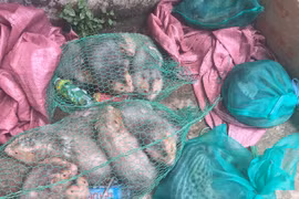 Detectan tráfico ilegal de animales salvajes en provincia vietnamita de Binh Duong