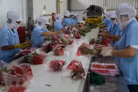 Vietnam se dirige hacia 10 mil millones de dólares por exportaciones de hortalizas en 2020