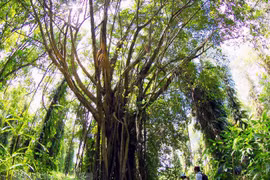 Provincia vietnamita se esfuerza por preservar vida silvestre en cordillera Truong Son