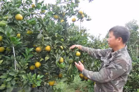 Naranjas de Cao Phong serán servidas en vuelos de Vietnam Airlines