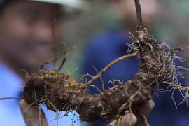 Grupos vietnamitas invierten millones de dólares en proyectos de ginseng Ngoc Linh