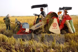 Provincia de Tay Ninh urgida a convertirse en centro de procesamiento de productos agrícolas de Vietnam