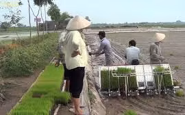 Impulsan mecanización en la producción de arroz en Hanoi