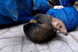Vietnam perfecciona capacidad judicial sobre comercio ilegal de animales salvajes 