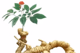 Inauguran en Vietnam portal digital sobre información turística del ginseng Ngoc Linh
