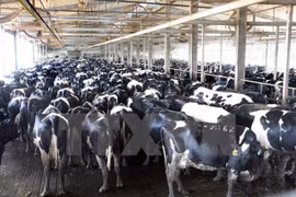 Inician en Vietnam construcción de complejo de procesado de leche de alta tecnología
