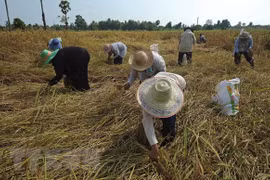 Tailandia dedica casi tres mil millones de dólares a favor del sector arrocero