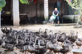 Vietnam trabaja por superar las barreras técnicas para aumentar exportación de productos pecuarios