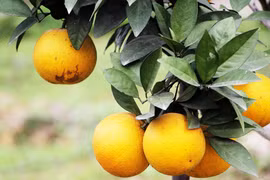 Naranja Vinh, especialidad de la provincia vietnamita de Nghe An