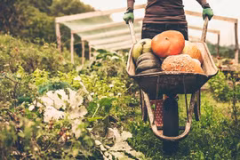 Vietnam mejora control de pesticidas en productos agrícolas para impulsar ventas a Seúl