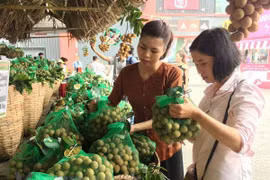 Prevé exportación de longan vietnamita a mercado australiano en 2019