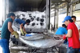 Delegación de la CE examinará cumplimiento de acciones contra pesca ilegal en Vietnam