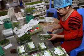 Frutas exportadoras de Vietnam obtienen estándares globales 