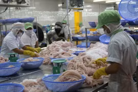 ​ Vietnam ingresaría fondo multimillonario por exportaciones del pescado Tra