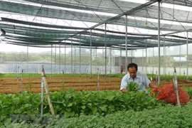 Vietnam busca reforzar marca nacional de productos hortofrutícolas