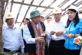 Ginseng Ngoc Linh es tesoro de Vietnam, afirma Premier 