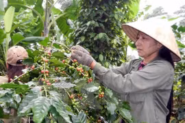 Vietnam ingresará tres mil 500 millones de dólares por exportaciones de café en 2018