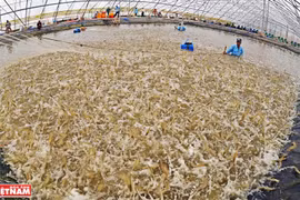 Vietnam apunta a ingresar cuatro mil millones de dólares por exportaciones de camarón