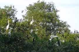 Preservan jardines de aves en provincia vietnamita mediante incentivos en ecoturismo