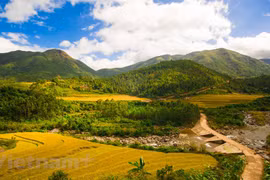 Disfrutan ambiente primaveral en distrito vietnamita de Binh Lieu
