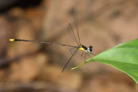 Descubren nueva especie de insecto en provincia central vietnamita