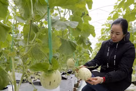 Establecerán zona agrícola de alta tecnología en provincia vietnamita de Quang Ninh