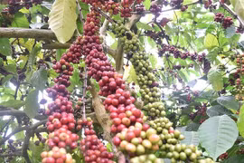 Tailandia planea extender áreas de cultivo de café