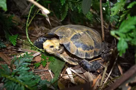 Descubren variedades raras de tortugas en Reserva Natural de Vietnam
