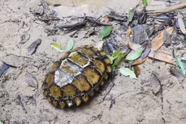 Descubren especie de tortuga grabada en provincia vietnamita de Khanh Hoa