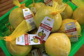 Provincia vietnamita envía primer lote de pomelo rojo a Reino Unido