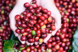 Exportaciones cafeteras de Vietnam crecen 46,2 por ciento