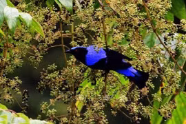 Vietnam por mejorar conservación de biodiversidad y animales salvajes