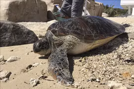 Devuelven a la naturaleza en Vietnam tortuga rara en peligro de extinción