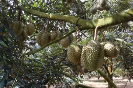 Permiten a 51 áreas de cultivo de durián vietnamita para exportación a China