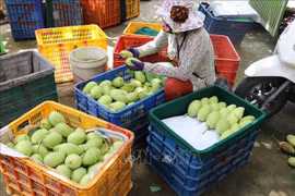 Buen ritmo para exportaciones de mango de Vietnam