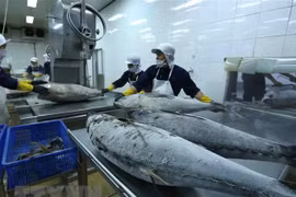Exportaciones de atún de Vietnam registran crecimiento impresionante