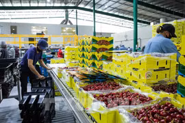 Australia da bienvenida a trabajadores vietnamitas bajo el programa de visas agrícolas