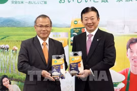 Presentan variedad de arroz ST25 de Vietnam en mercado japonés 