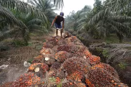 Indonesia aumenta cuota de exportación de aceite de palma