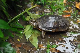 Lanzan una guía para identificar tortugas terrestres y de agua dulce en Vietnam