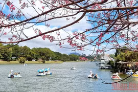 Da Lat entre destinos favoritos del mundo para contemplar flores