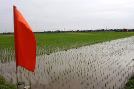 Lanzan en provincia vietnamita proyecto para mejorar cadena de valor del arroz en delta del río Rojo
