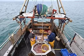 Indonesia y Corea de Sur fortalecen cooperación marítima y de pesca 