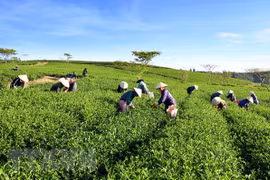 Vietnam, mayor exportador de té a Taiwán (China)