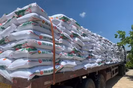 Ganancias de PetroVietnam Camau Fertilizer aumentan 10 veces en el primer trimestre