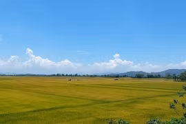 Krong No, el lugar en el que se cultiva arroz en suelo volcánico