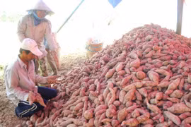 Batatas y nidos de golondrinas vietnamitas se exportan oficialmente a China